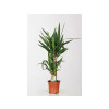 YUCCA 45/30 2/3T POT17 H90