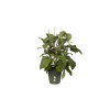 POT POLYPROPYLENE KAKI DIAMETRE 35