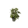 POT POLYPROPYLENE KAKI DIAMETRE 40