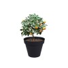 POT TOSCANE 80X66CM 170L ANTHRACITE