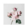 TOILE 30X30 ROSES ROSE
