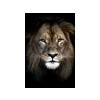 TOILE 65X97 LION