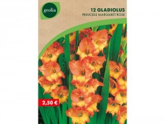 BULBE GLAIEULS MARGARET ROSE 12/14 SACHET 12