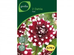 BULBE DAHLIA DECO DUET N1 SACHET 2
