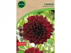 BULBE DAHLIA DECO ARABIAN NIGHT N1 SACHET 2