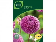 BULBE DAHLIA POMPON FRANZ KAFKA N1 SACHET 2