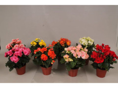 BEGONIA