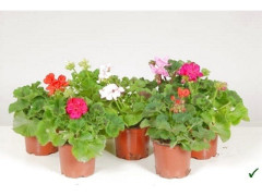 GERANIUM ZONALE POT 10.5CM H20CM