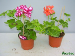 GERANIUM LIERRE SIMPLE POT 10.5CM H20CM
