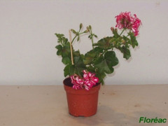 GERANIUM LIERRE DOUBLE 10.5CM H20CM
