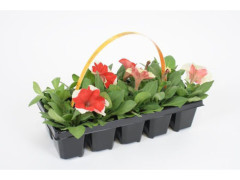 PETUNIA POT7CM H15CM BARQUETTE 10