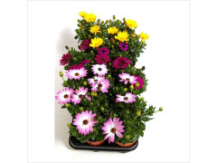 OSTEOSPERMUM POT11CM H25CM