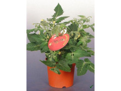 TOMATE CERISE POT12CM H30CM