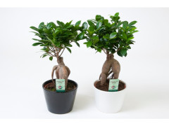 FICUS GINSING POT13CM CERAMIQUE H30CM