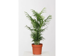 ARECA
