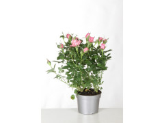 ROSA MINI KORDANA ROSE