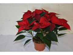 POINSETTIA 4/5 FLEUR DIAMETRE 12CM