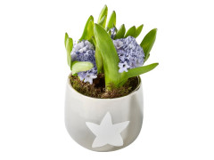 JACINTHE 3 BULBE POT CERAMIQUE