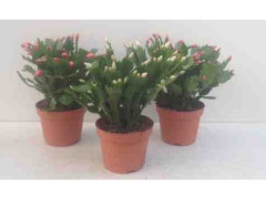 EPIPHYLLUM NOEL DIAMETRE 13CM POT ASSORTI