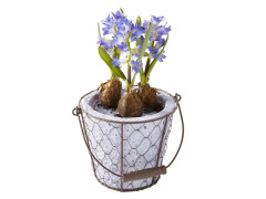 JACINTHE 3 BULBE PANIER ANSE