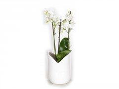 PHALAENOPSIS 3 TIGE POT CERAMIQUE BLANC