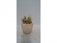 NARCISSE COMPOSITION PAQUES POT CERAMIQUE