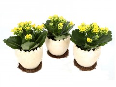 KALANCHOE JAUNE POT CERAMIQUE