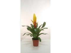 BROMELIA JAUNE POT 12CM