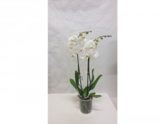 PHALAENOPSIS 2 TIGE BLANC POT 12CM