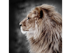 TOILE LOVE LION 30X30