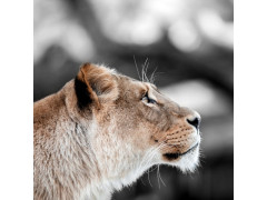 TOILE LOVE LIONNE 30X30