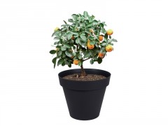 POT TOSCANE 80X66CM 170L ANTHRACITE