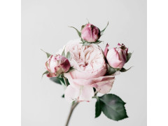 TOILE 30X30 ROSES ROSE