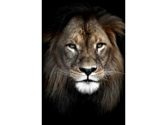 TOILE 65X97 LION