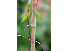 LIEN POUR ARBRE RUGUEUX FIX IT 50M