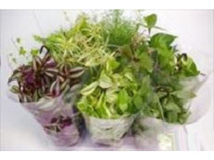 PLANTES VERTES MIXTES SUSPENSION POT13CM H40CM