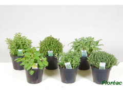 PLANTE AROMATIQUE ASSORTIE POT DIAMETRE 14CM HAUTEUR 25CM