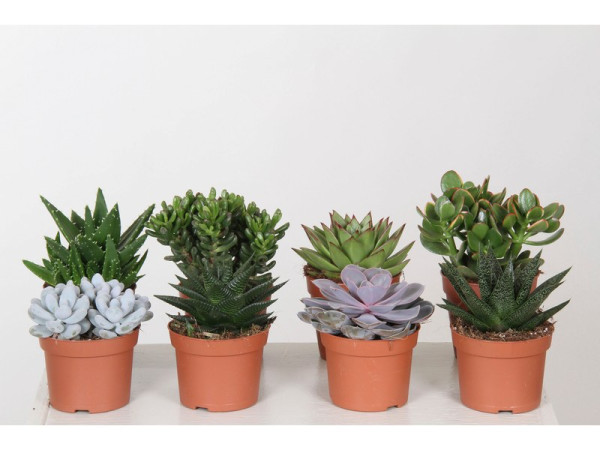 SUCCULENTES POT12CM H18CM