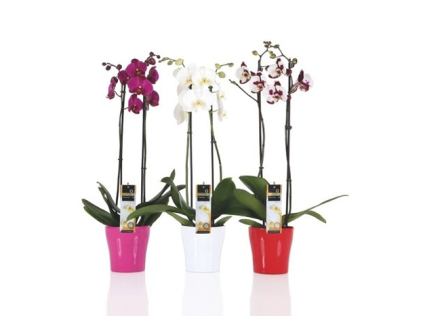 PHALAENOPSIS 2 TIGE CACHE-POT ASSORTI COULEUR FLEUR