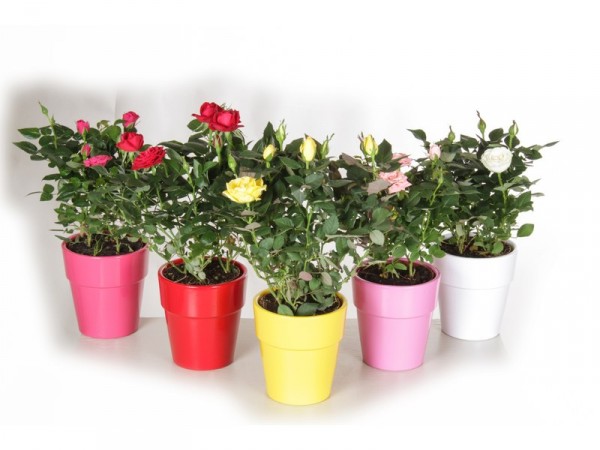 ROSIER MINI MIX POT CERAMIQUE
