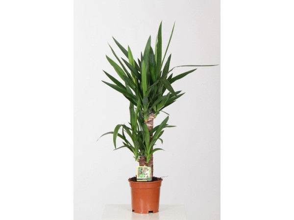 YUCCA 45/30 2/3T POT17 H90